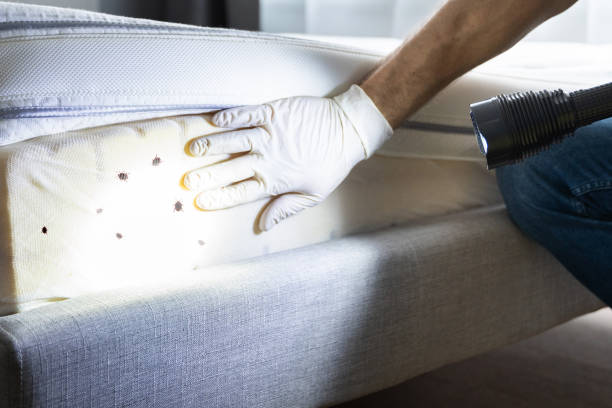 Reliable Quail Creek, TX Pest Control Solutions